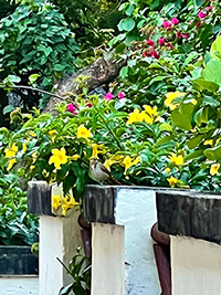 Blüten Kenia