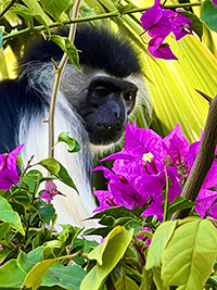 Colobus Affen