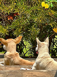 Hunde im Garten
