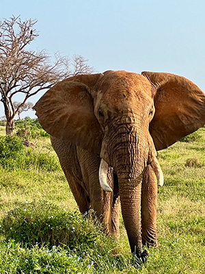 Safari Elefant