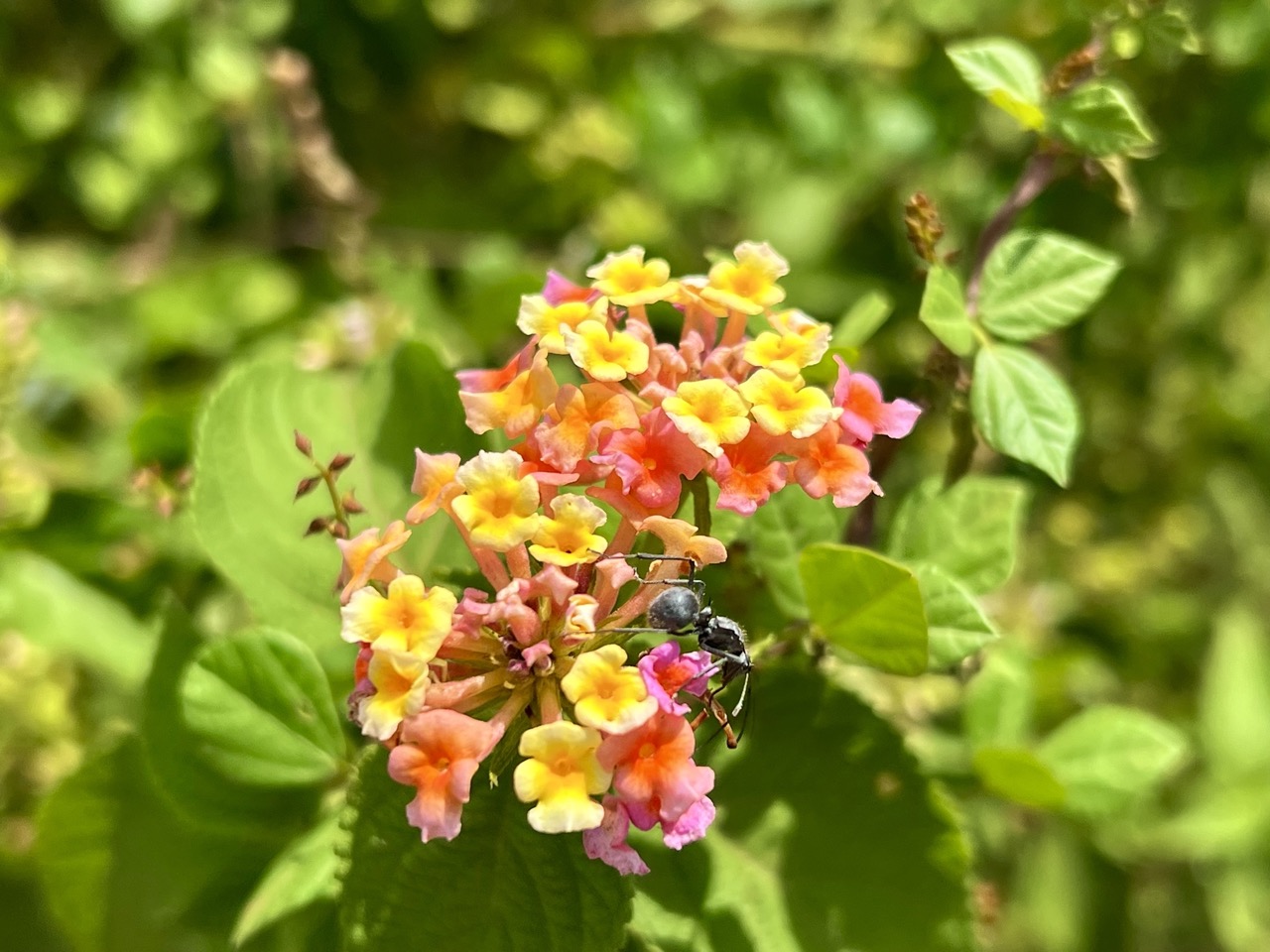 Lantana Wandelröschen