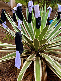 Palme bei Trockenheit